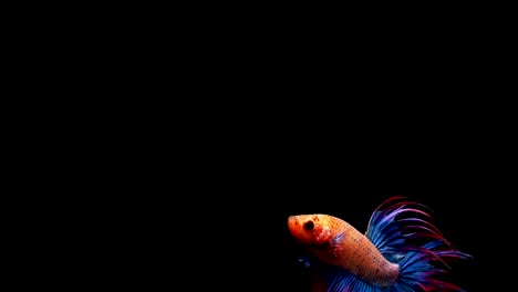 Super-slow-motion-of-vibrant-Siamese-fighting-fish-(Betta-splendens),-well-known-name-is-Plakat-Thai