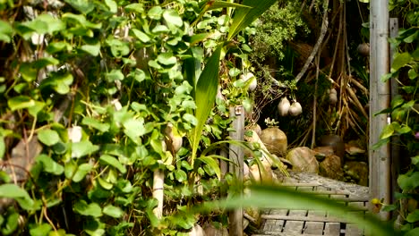 Kokosnüsse-wachsen-als-Dekoration-im-Garten.-Exotische-tropische-Kokosnuss-Palmen-mit-grünen-Blättern-hängen-von-Sonne-beschienen.-Weg-zum-Strand-auf-Koh-Phangan