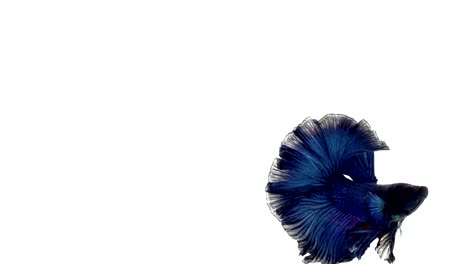 Super-Slow-Motion-der-pulsierenden-siamesische-Kampffische-(Betta-Splendens),-Name-bekannt-ist-Thai,-Plakat