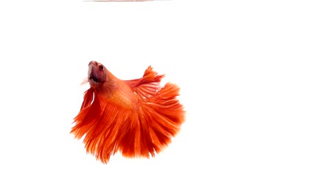 Super-Slow-Motion-der-pulsierenden-siamesische-Kampffische-(Betta-Splendens),-Name-bekannt-ist-Thai,-Plakat