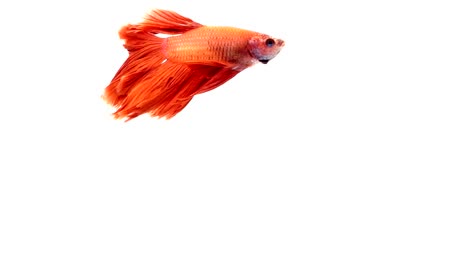 Super-Slow-Motion-der-pulsierenden-siamesische-Kampffische-(Betta-Splendens),-Name-bekannt-ist-Thai,-Plakat