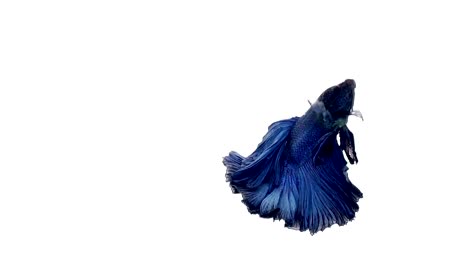 Super-Slow-Motion-der-pulsierenden-siamesische-Kampffische-(Betta-Splendens),-Name-bekannt-ist-Thai,-Plakat