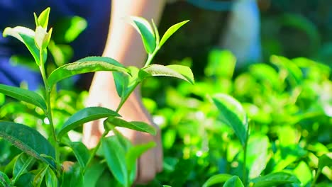 Frau-grüner-Tee-pflücken-lässt-auf-Plantagen-in-der-Provinz-Chiang-Rai-in-Nordthailand.