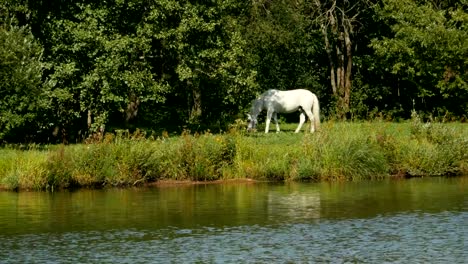 Un-caballo-blanco-solo-pastoreo