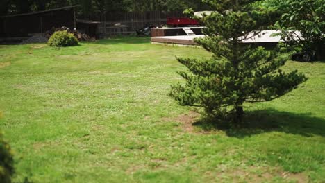 A-group-of-geese-running-on-the-grass.