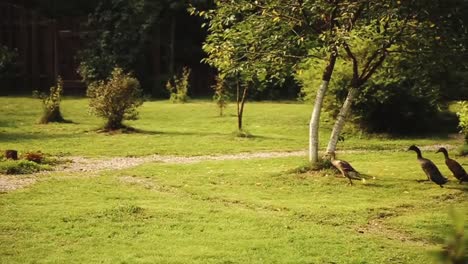 A-group-of-geese-running-on-the-grass.