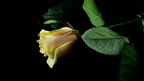 The-falling-rose-on-a-black-background.-Slow-motion.