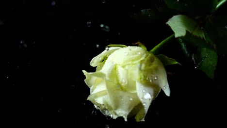 The-falling-rose-on-a-black-background.-Slow-motion.