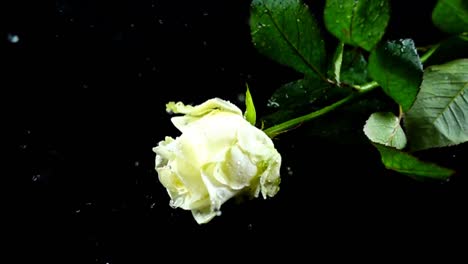 The-falling-rose-on-a-black-background.-Slow-motion.