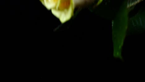 The-falling-rose-on-a-black-background.-Slow-motion.