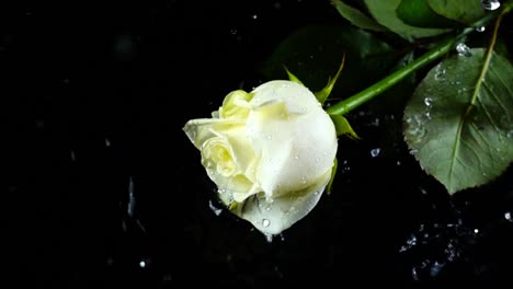 The-falling-rose-on-a-black-background.-Slow-motion.