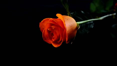 The-falling-rose-on-a-black-background.-Slow-motion.