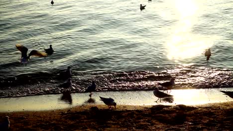 Gaviotas-en-el-mar.-Cámara-lenta.