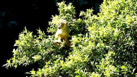 Squirrel-monkey-on-tree-in-Chiangmai-Thailand