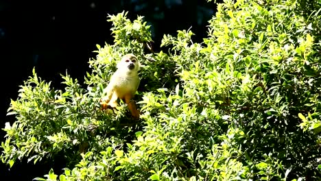 Squirrel-monkey-on-tree-in-Chiangmai-Thailand