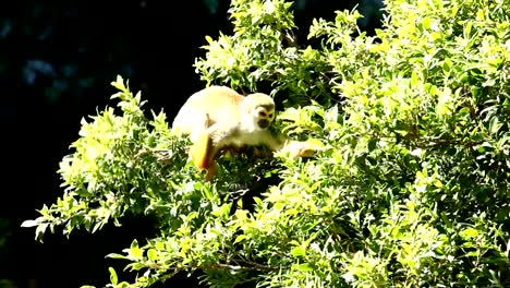 Mono-ardilla-en-el-árbol-en-Chiangmai-Tailandia