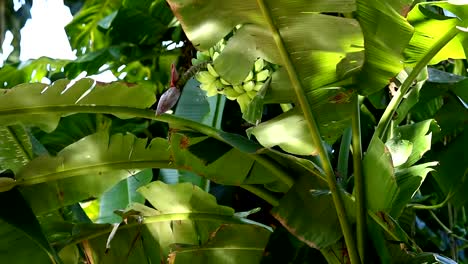 Banana-tree-with-reflection-of-light