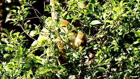 Squirrel-monkey-on-tree-in-Chiangmai-Thailand