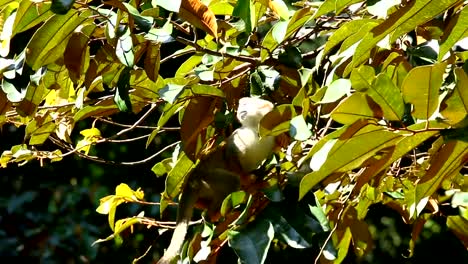 Totenkopfaffen-auf-Baum-in-Chiangmai-Thailand