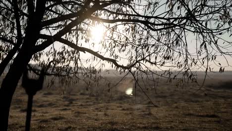 Am-frühen-Morgensonne-aufgeht-durch-Bäume-bei-Sonnenaufgang-oder-Sonnenuntergang