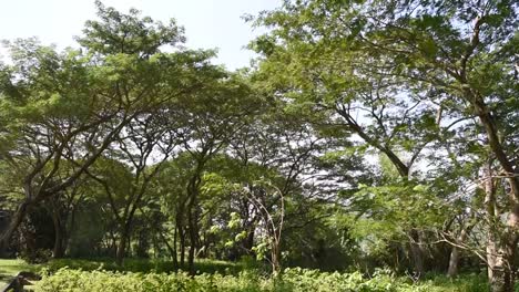 Wind-shaking-the-Wild-mimosa-tree-at--tropical-forest-in-Thailand