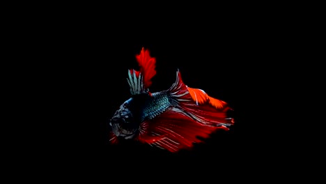 Super-slow-motion-of-vibrant-Siamese-fighting-fish-(Betta-splendens),-well-known-name-is-Plakat-Thai