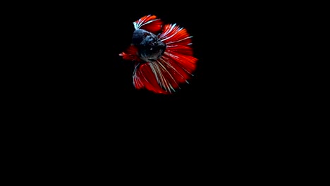 Super-slow-motion-of-vibrant-Siamese-fighting-fish-(Betta-splendens),-well-known-name-is-Plakat-Thai