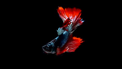 Super-Slow-Motion-der-pulsierenden-siamesische-Kampffische-(Betta-Splendens),-Name-bekannt-ist-Thai,-Plakat