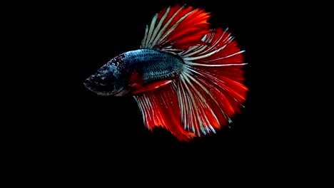 Super-slow-motion-of-vibrant-Siamese-fighting-fish-(Betta-splendens),-well-known-name-is-Plakat-Thai