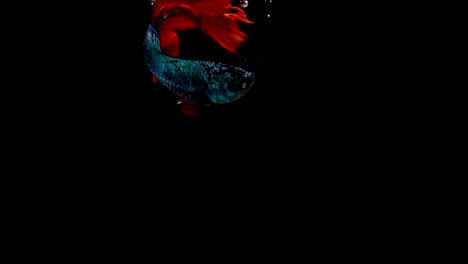 Super-slow-motion-of-vibrant-Siamese-fighting-fish-(Betta-splendens),-well-known-name-is-Plakat-Thai