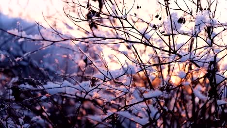 Una-muy-hermosa-puesta-de-sol-brilla-a-través-de-las-ramas-de-invierno-de-arbustos,-cámara-lenta