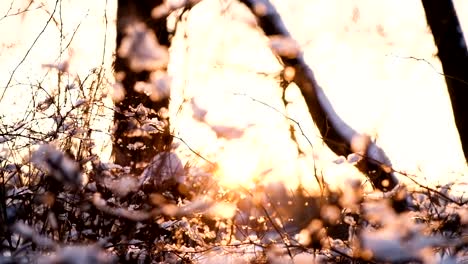 Los-rayos-del-atardecer-rompen-a-través-de-las-ramas-de-árboles-y-arbustos-en-el-bosque-de-nieve,-lenta-de-la-cámara-de-la-parte-inferior