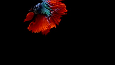 Super-Slow-Motion-der-pulsierenden-siamesische-Kampffische-(Betta-Splendens),-Name-bekannt-ist-Thai,-Plakat