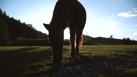 Pferd.-Pferd,-zu-Fuß-in-das-Feld