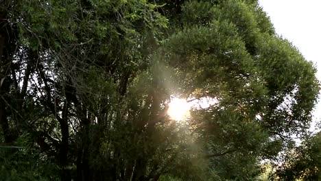 El-sol-brilla-a-través-de-las-hojas-verdes-del-árbol