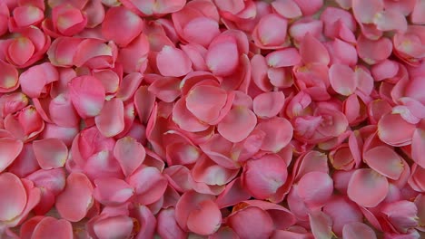 wooden-table-pink-rose-petals-hd-footage