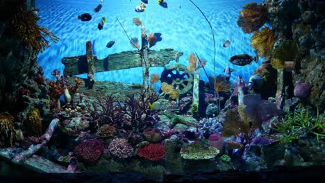 Schöne-Fische-im-Aquarium-auf-Dekoration-der-aquatischen-Pflanzen-Hintergrund.