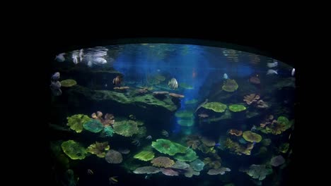 Hermosos-peces-en-el-acuario-con-decoración-de-acuático-plantas-de-fondo.