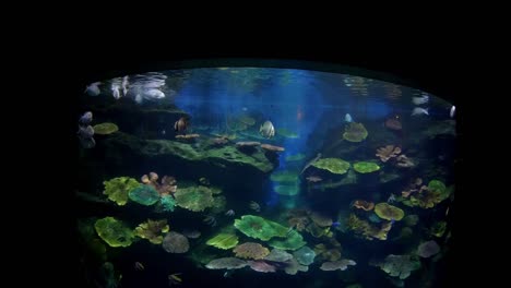 Beautiful-fish-in-the-aquarium-on-decoration--of-aquatic-plants-background.