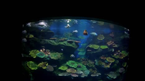 Hermosos-peces-en-el-acuario-con-decoración-de-acuático-plantas-de-fondo.