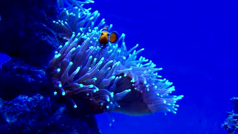 Cerrar-vista-de-algas-de-mar-bailando-sobre-las-olas.-Dos-pez-payaso-(Amphiprioninae)-comer-algas.