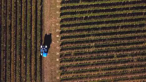 Máquina-cosecha-uva,-vista-aérea-del-país-del-vino-cosecha-de-la-uva-con-la-máquina-segador,-zángano-de-la-vista-del-paisaje-de-viñedos-de-Bordeaux,-Francia