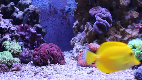 Escena-del-acuario-de-arrecife-de-coral