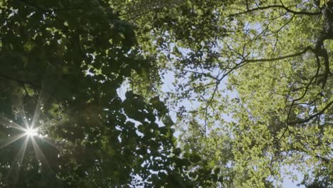 Sun-flares-trough-leaves-in-forest