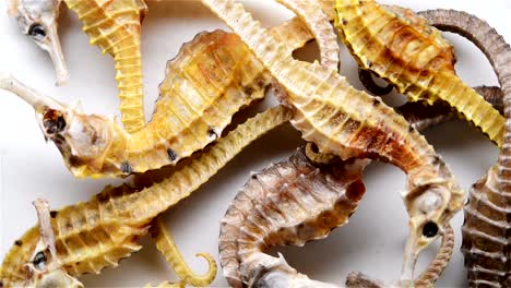 medium-size-seahorses-as-Chinese-medicine-rotating