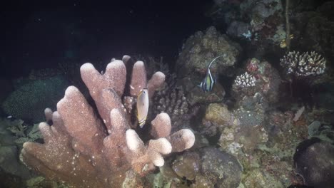 Coral-reef-and-tropical-fish.-Philippines,-Mindoro