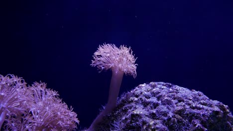 Beautiful-sea-flower-(Pulse-coral-or-Pumping-Xenia)-in-underwater-world-with-corals--and-fish.