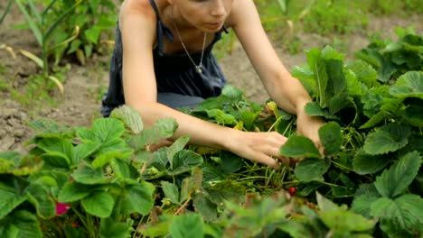 Frau-pflücken-Erdbeeren-im-Garten