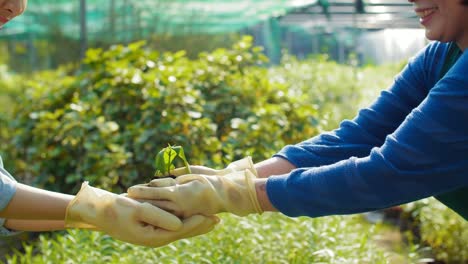 Female-Gardeners-Transplanting-Plant