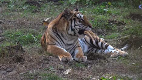 El-tigre-siberiano-está-descansando